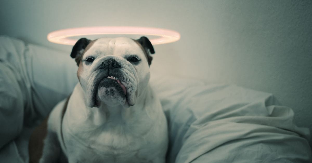 an innocent looking pug dog sitting on a sofa with a halo around its head