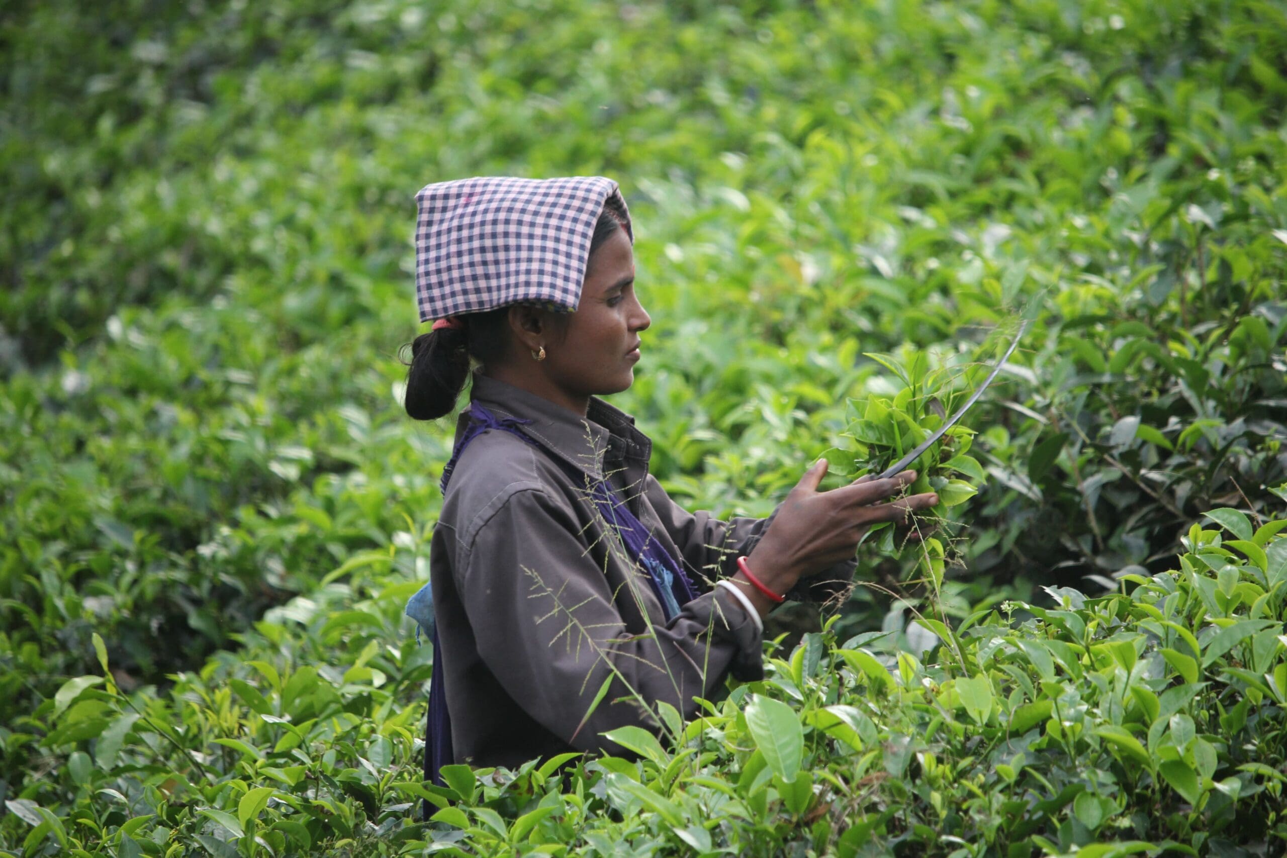 Woman Picking Tea Leaves