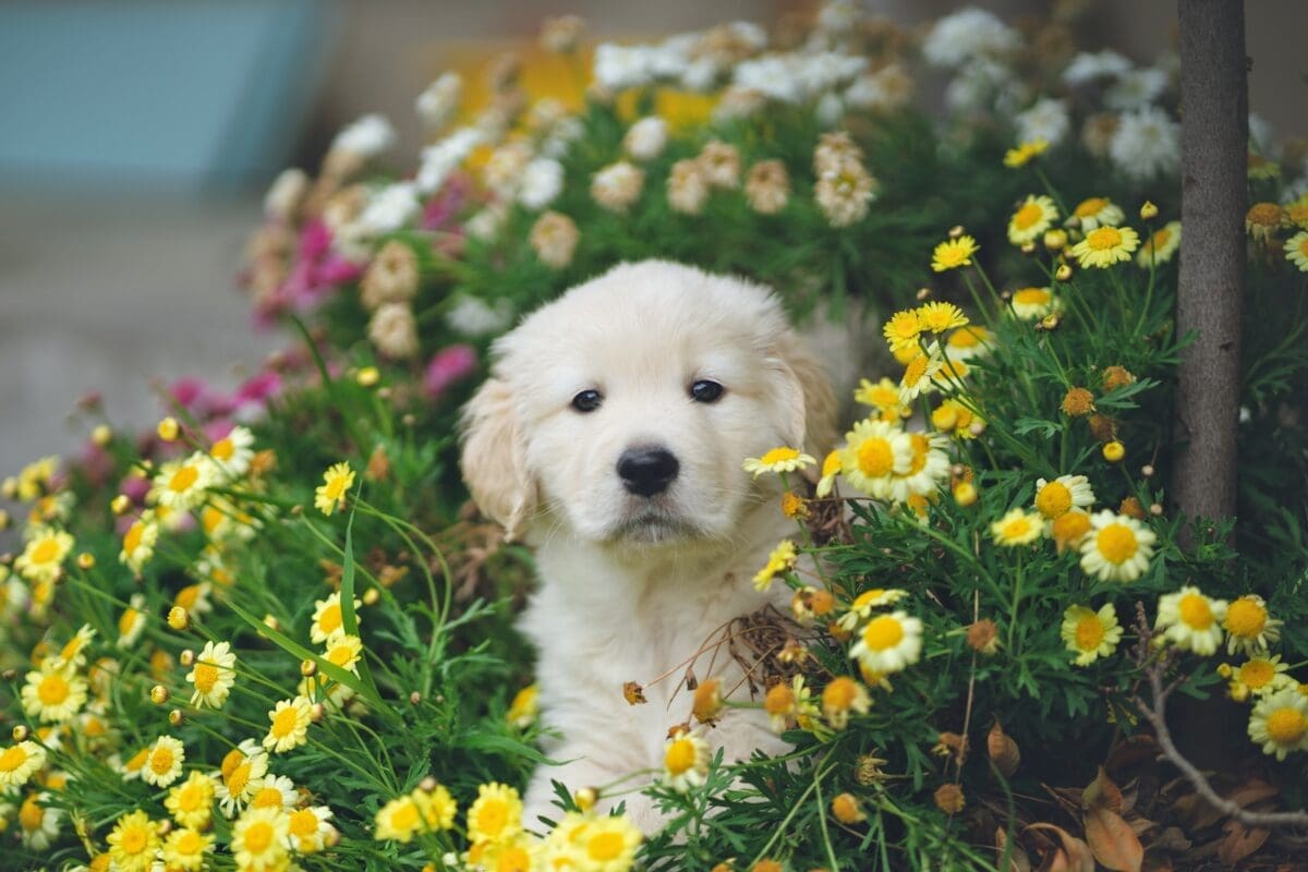 white and brown short, coated puppy on blue flower field during daytime